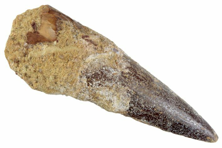 Fossil Spinosaurus Tooth - Real Dinosaur Tooth #367937
